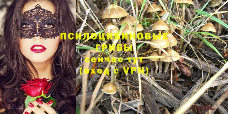 как найти закладки  маркетплейс как зайти  Псилоцибиновые грибы Psilocybine cubensis  Козловка 