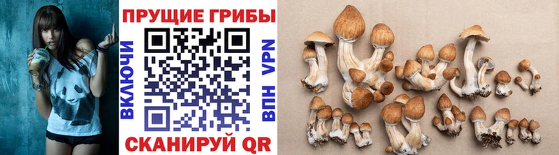 Псилоцибиновые грибы мицелий  купить наркотики цена  Козловка 